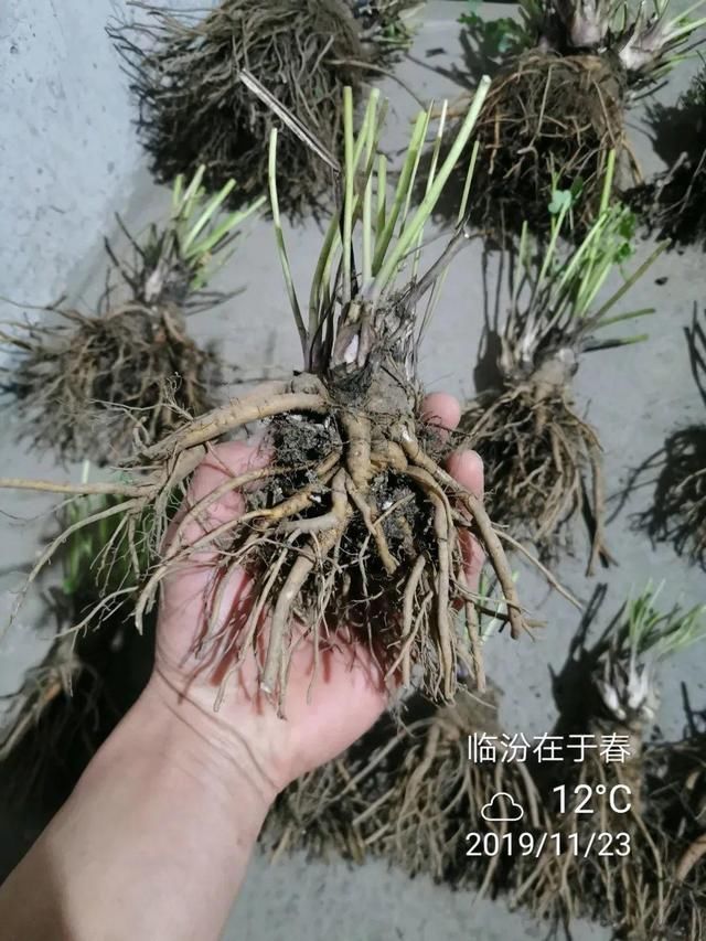 这花名字土掉渣,开花却特美,花期长达3个月