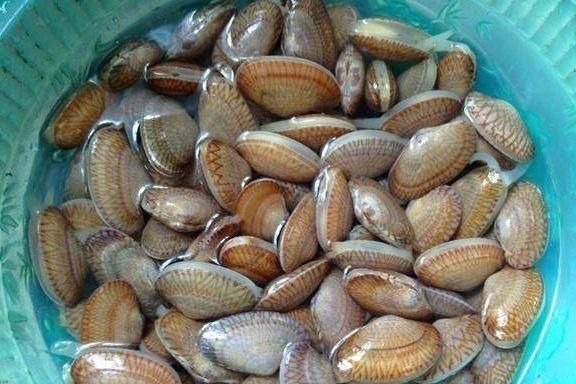 花甲买闭口的还是伸舌头的？两者差别很大，教你几招，别再选错了