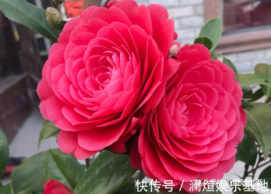 2种“废水”家家有，处理之后来浇花，根粗叶绿，半年不用施肥