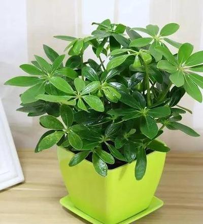 扦插|做好4点,鸭掌木安全度夏!天一凉快,叶子蹭蹭长,终年油绿