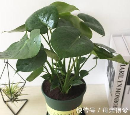 家里养4种观叶树，大气，档次，空气一级棒