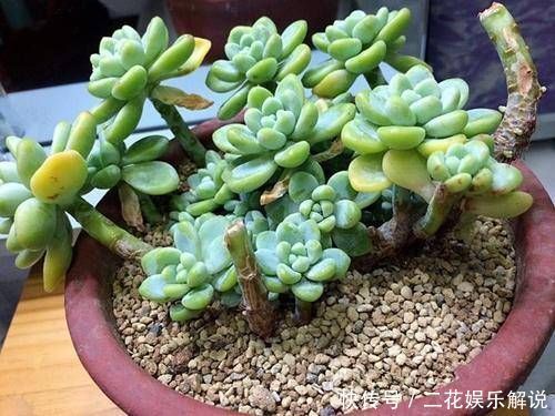 多肉植物不长个教你一个小技巧,呼呼冒出一堆新芽