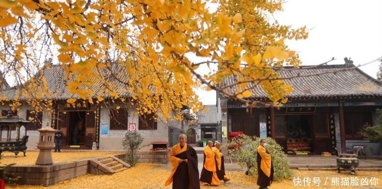 城阳这座千年古寺，有棵银杏美出天际！