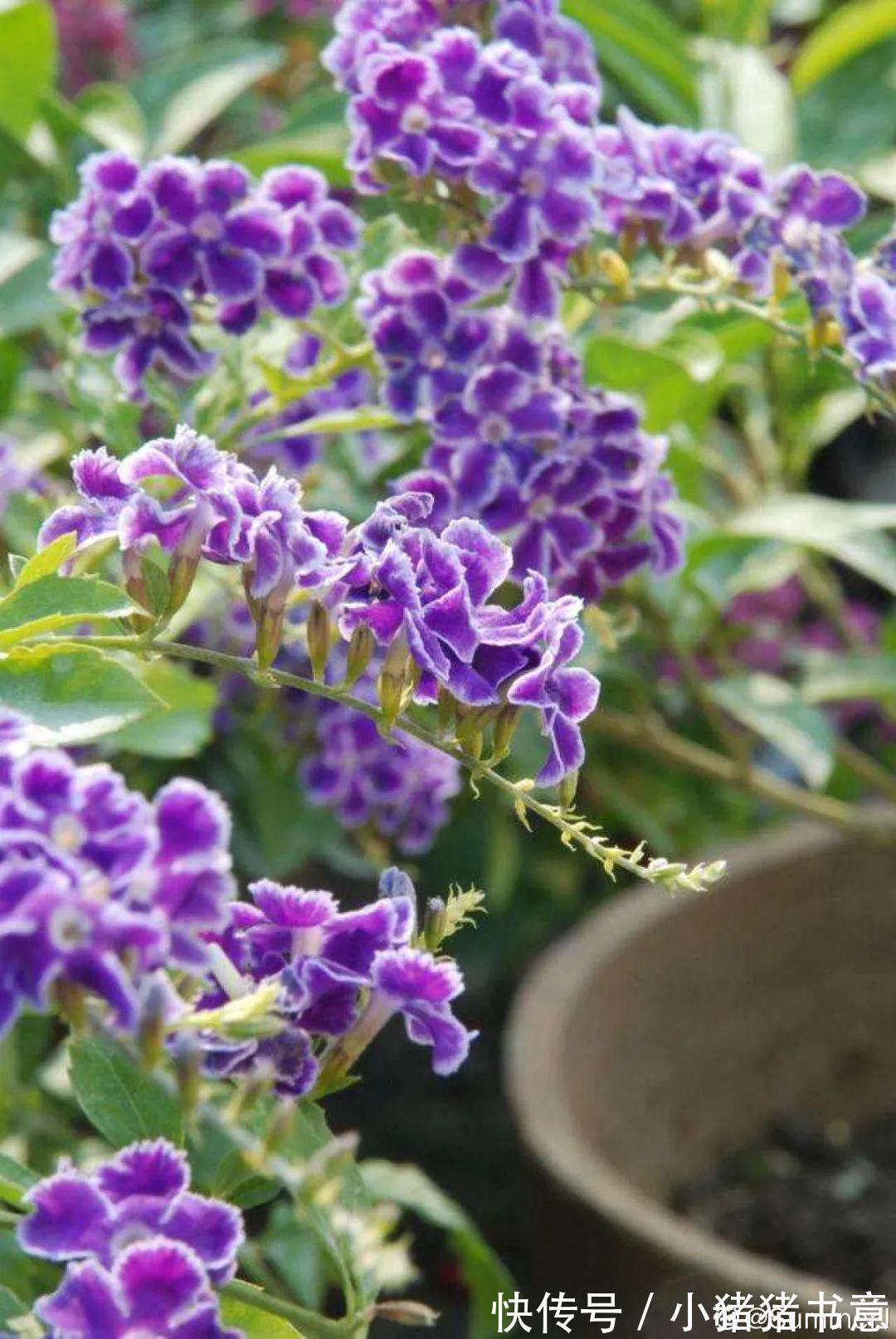 超好养的18种植物,第一名竟然是它!绿萝只能排倒数