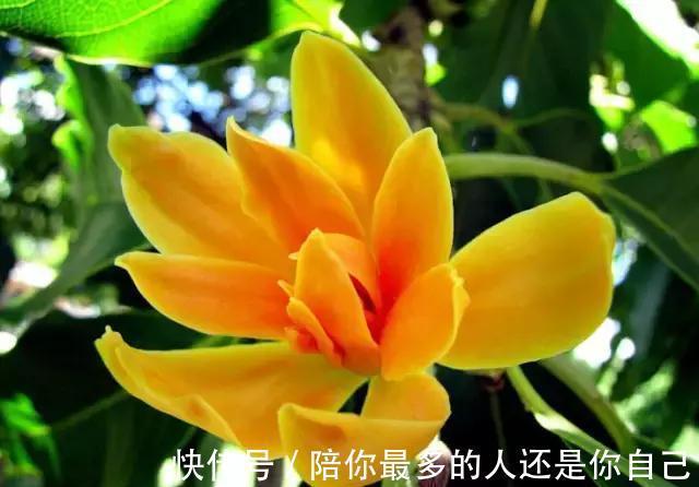栀子花|适合家里养的十种带有香味的花，你家里有吗？
