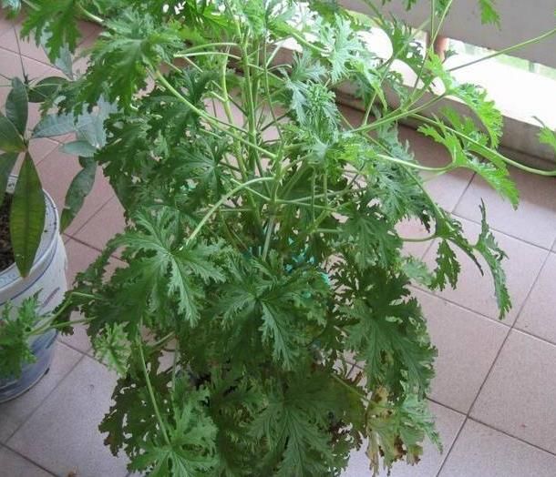 蚊香不能常用,养上此3种植物,蚊子再多,也能睡个安稳觉