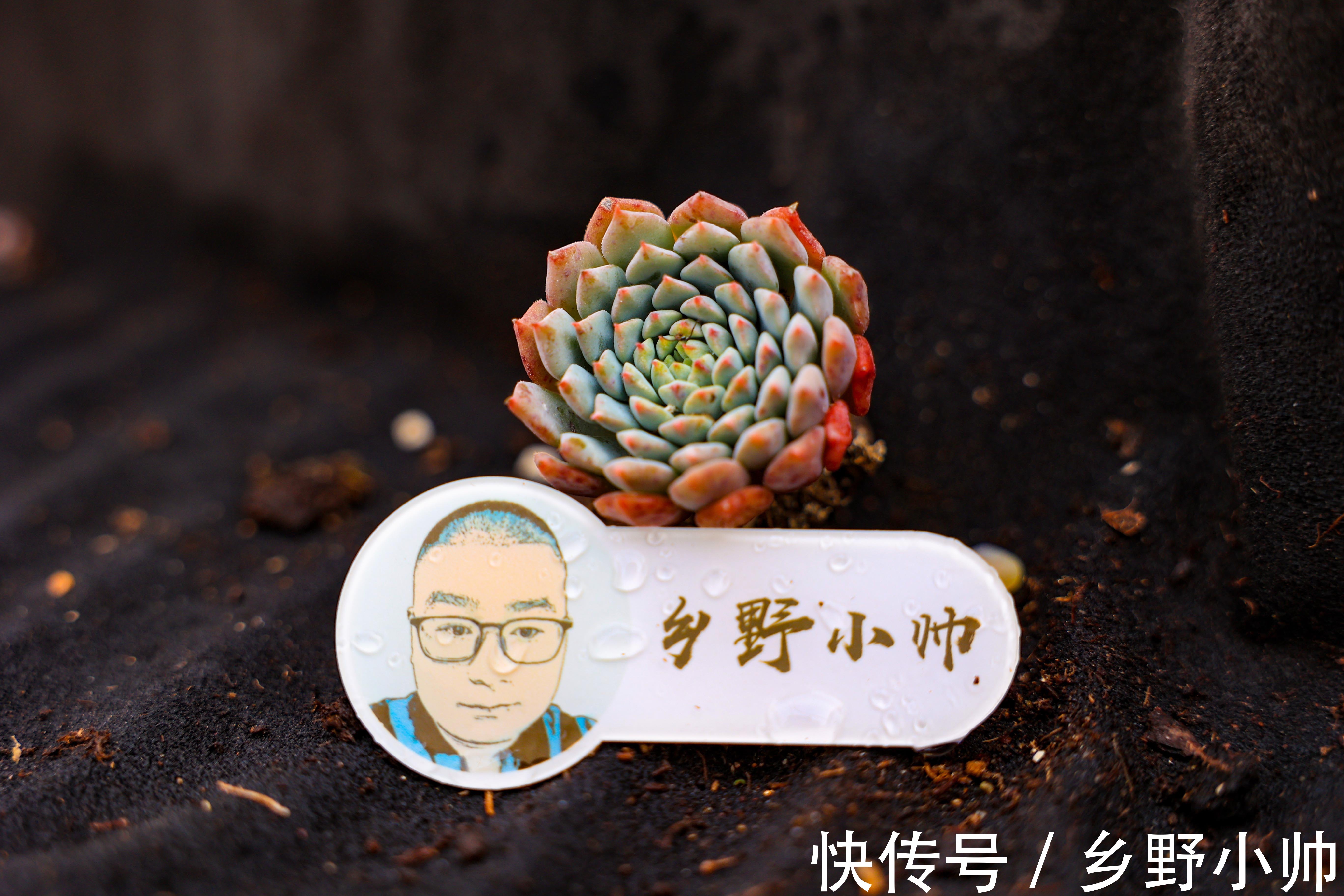 多肉叶片发软的原因有哪些？叶片发软怎么办？养护分享叶片篇