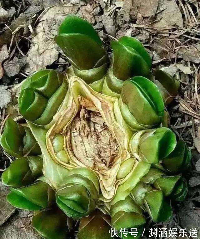 君子兰要长得旺，就要下手“切”，几刀下去叶片蹭蹭长，变群兰！