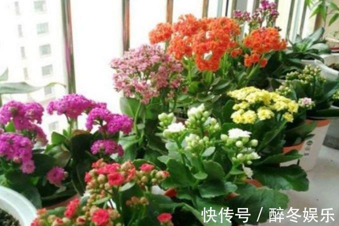 百合花|养花就养4种花,家里养一盆,花美心情好,一养就上瘾