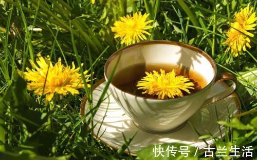 禁忌|提个醒喝蒲公英水有1大禁忌，却有很多人不清楚，别犯错误了
