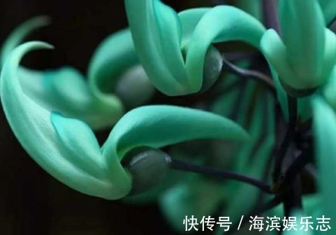 蓝绿色|它拥有世上独一无二的颜色,被誉为大自然的一串蓝,花开超美