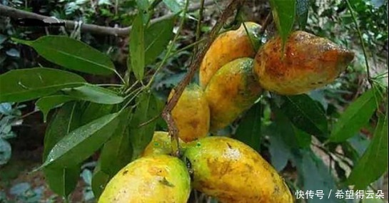 采摘|它现在的价值已不允许再折枝采摘,如果您的家乡也有,请及时重视!