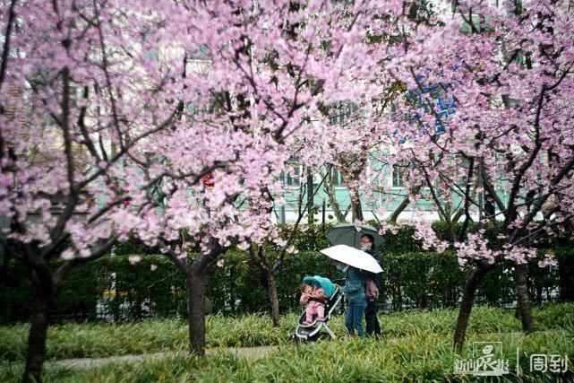 雨打樱花，花衬雨，雨中樱花别样美！内附保姆级拍花攻略