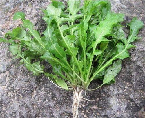 地菜|想长寿先排毒，常吃三种食物，通便排毒，滋补身体，早吃早好！