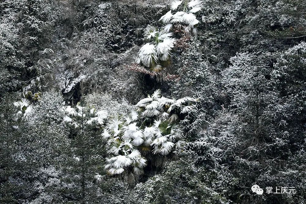 胡惠菲|庆元绝美雪景大片，上新了！