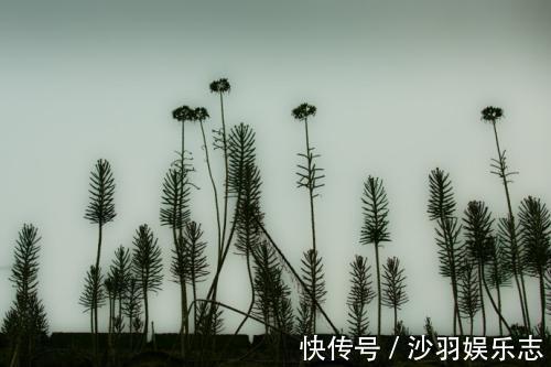 在农村的房顶上这种草处处可见，记得不要拔掉，用途很大