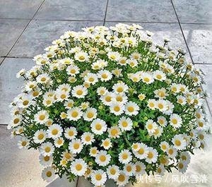 花市|花市的花太好看了