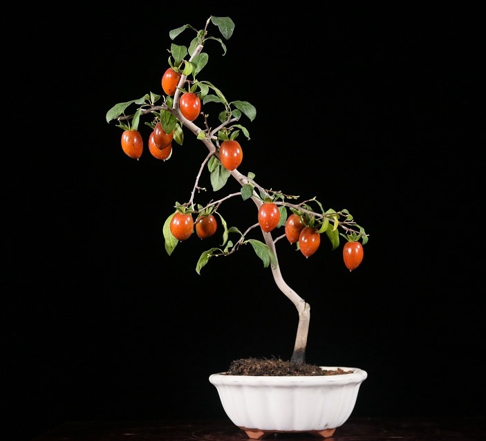 赏玩盆景彰显心灵深处的情怀，换个心情欣赏精美盆景，拍照上图