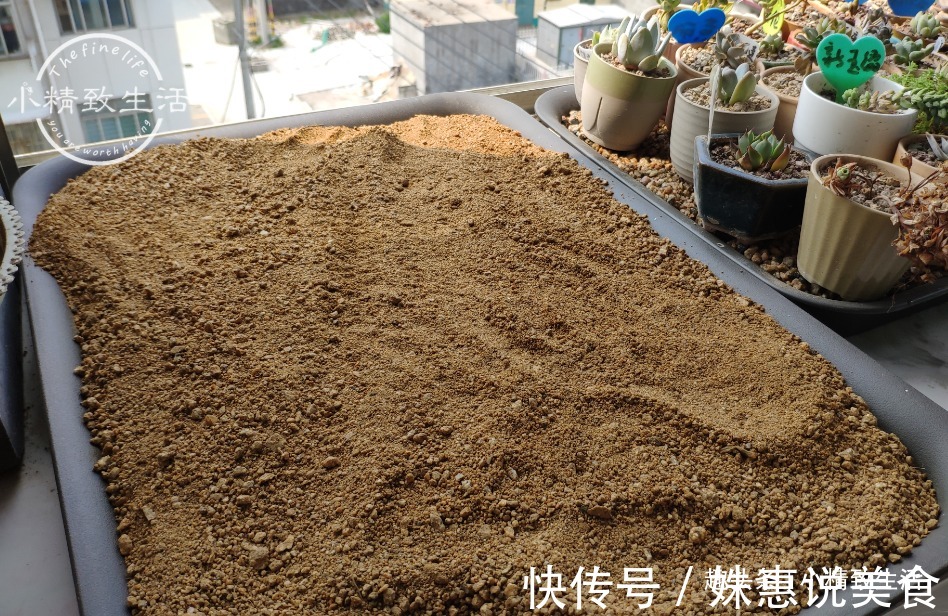 阳台党|多肉阳台党度夏总结,收拾空盆,亡羊补牢,明年再战