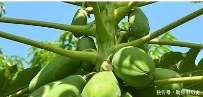 浑身|医院最新发现:1种水果浑身都是“宝”:降糖,降脂,降血压