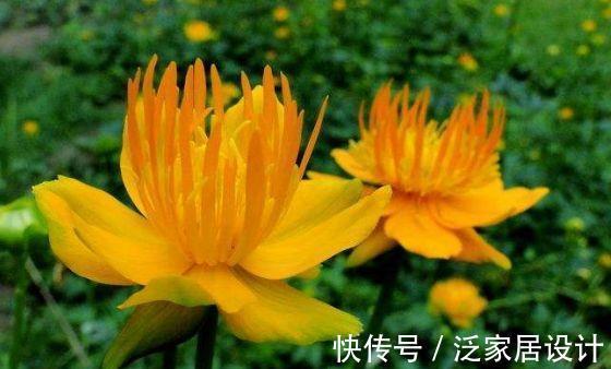 四季|农历7月23号起，最适合养这些花，花儿满盆蹿，四季繁花似锦