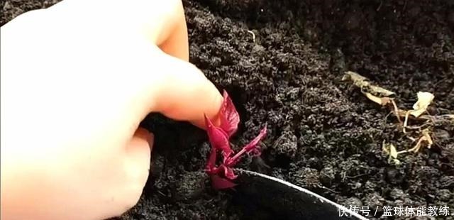 今天才知道，发芽红薯是个“宝”，知道的人不多，赶紧回家找出来！