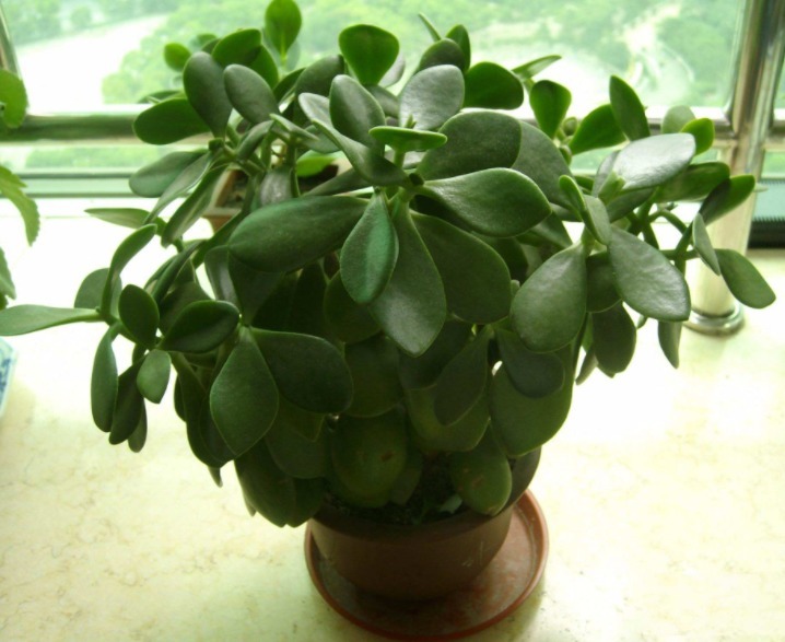 三种花很好养,叶子落地就有新根,不久就可轻松做到爆盆!