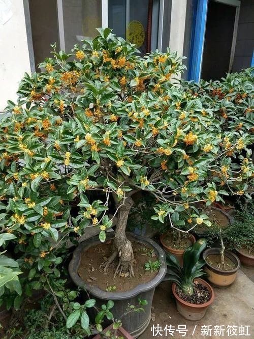 旺财|6种花镇宅旺财，净空气促健康，养过的都说“值得”！