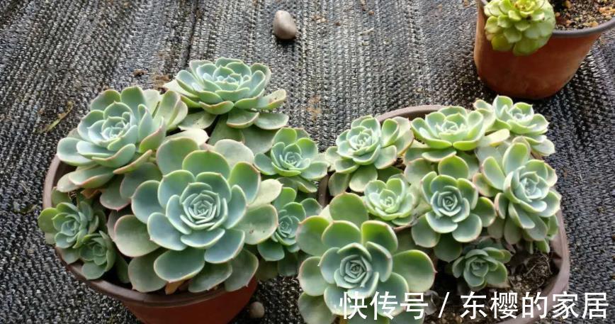 多肉|天热玉蝶会摊大饼,该怎么办?办好3件事,长出莲花头