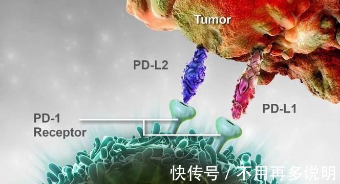 手术治疗|请注意，肺腺癌只有符合此类条件才首选免疫治疗，死亡率降低13