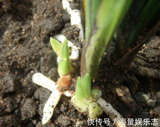 施肥|秋季兰花怎么养发芽快严格把控4个方面,新芽蹭蹭冒,花开爆盆