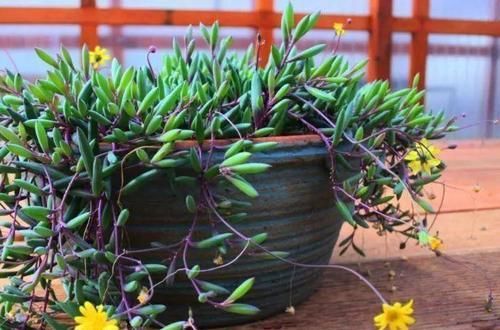 几种垂盆多肉,挂在窗台边,枝条长成瀑布一般,惹人喜欢