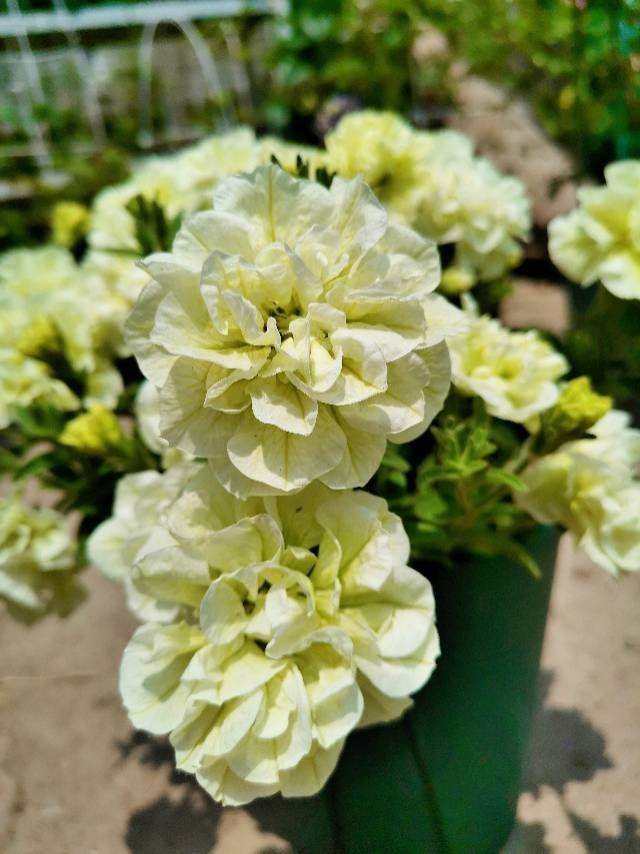 花卉|只能养1年的花,开完花就抓紧时间扔掉,再养也不开花