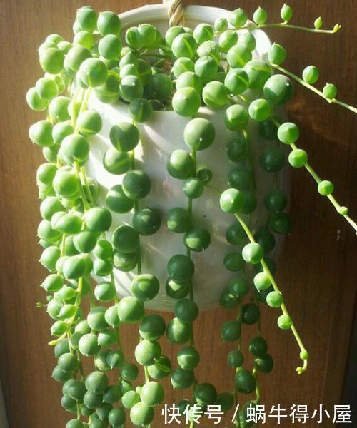 公认“性价比高”的多肉,口碑好养护省心,值得拥有!