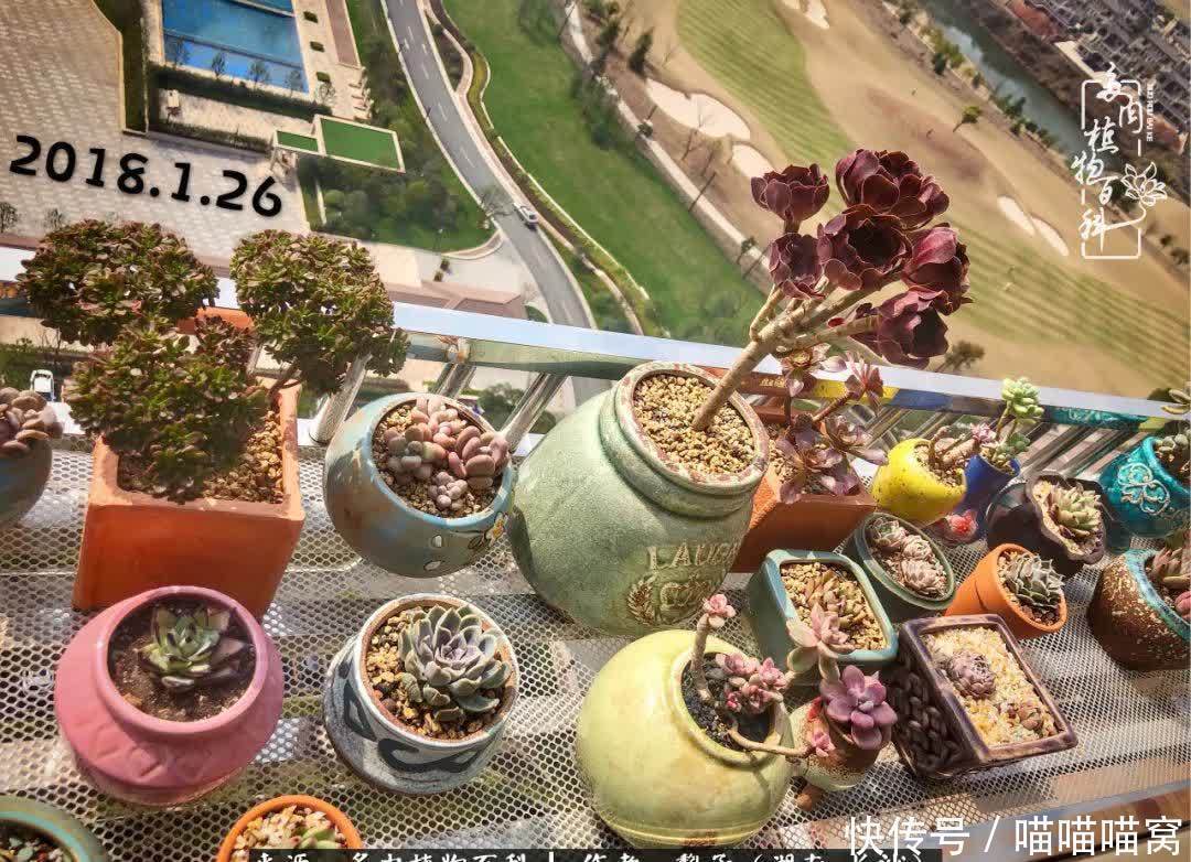 最温暖不过人间烟火,来自逆挂区的多肉!