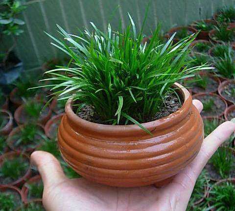 奶奶无意盆栽了一棵绿植,满屋子都是清香,出门不用喷香水了