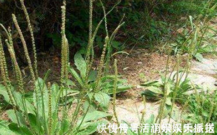 消炎|田园里的一种“猪耳朵”草，消炎杀菌，功效比“蒲公英”还好