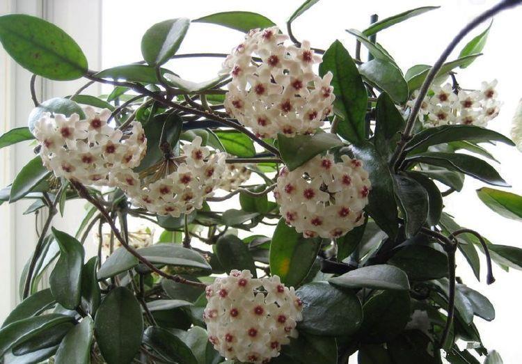 最有仙气的花卉,迷人的花朵,散发淡雅清香