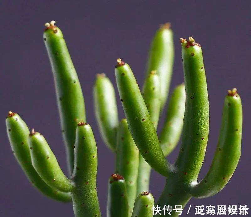 8款颜值奇高的多肉植物,第4盆最好养,第5盆好多人见了就想掐