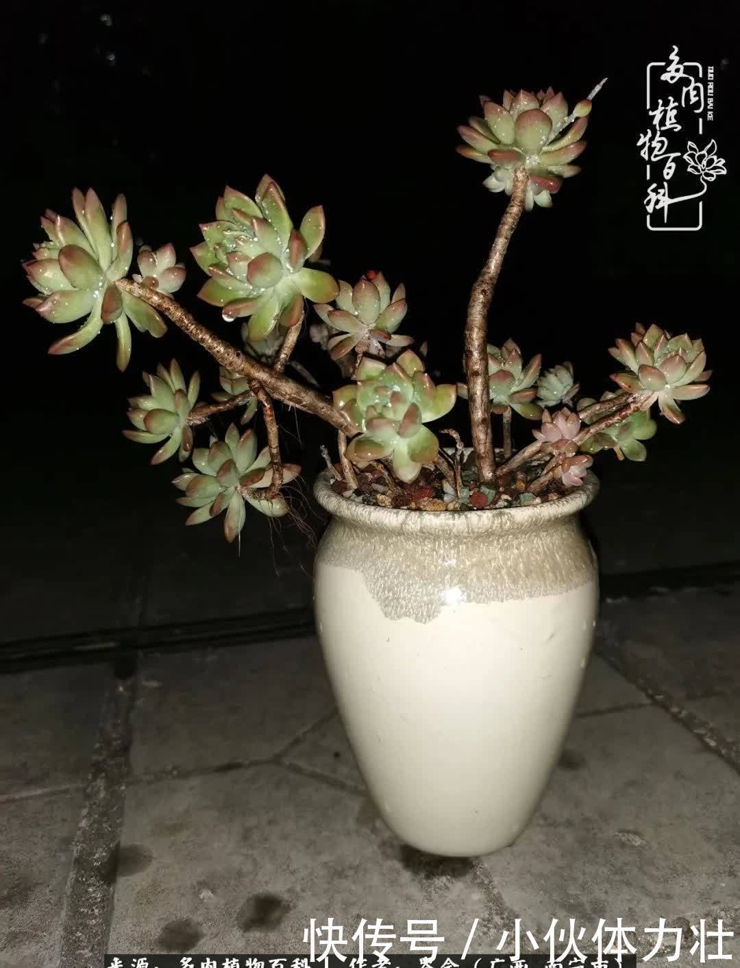 锦晃星|时光不再,人心在,多肉在!