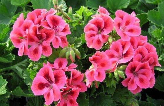 4种常年开花的植物，阳台随便养一种，四季有花赏，阳台变花园