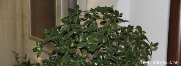 盆栽|“耐干旱”的3种花,即使40天不浇水,一样“爆盆”,生长快!