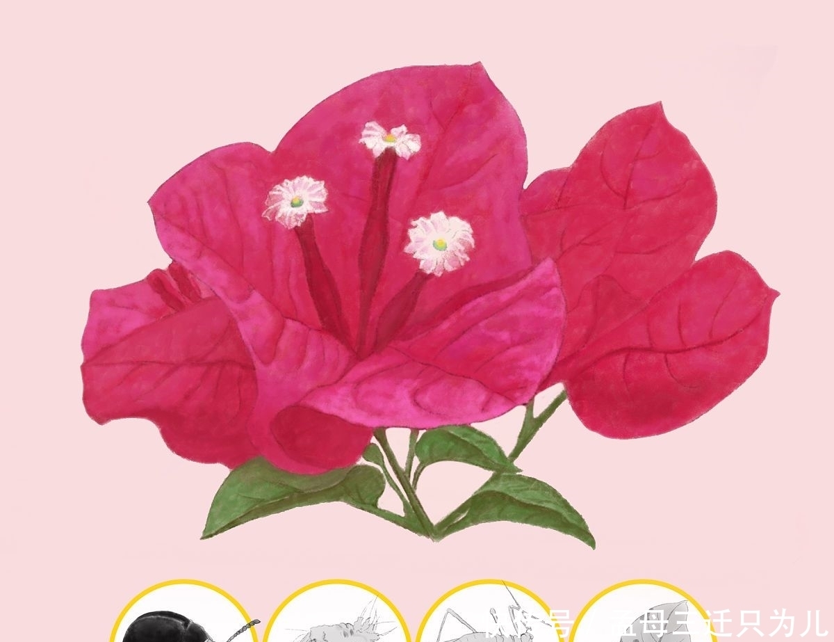 冬季如何让三角梅开花?3点很重要,你做对了吗?