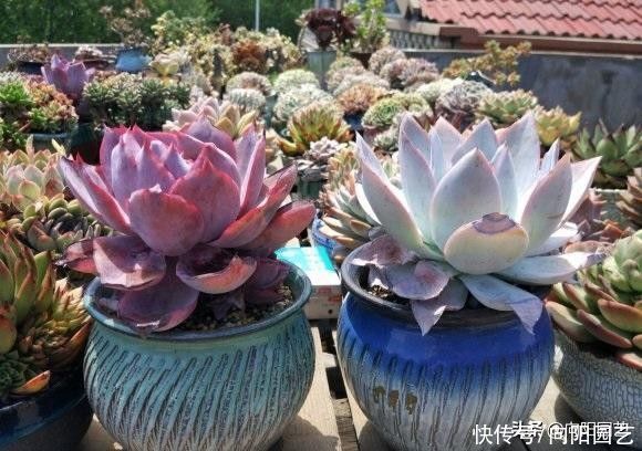 明知多肉不喜水，还是习惯多浇水，这该咋办？赶紧把手绑起来