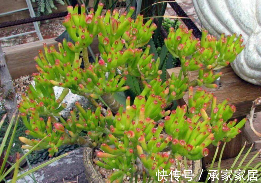 养多肉,秋季生长旺盛期,该怎么补水增肥?用这4样