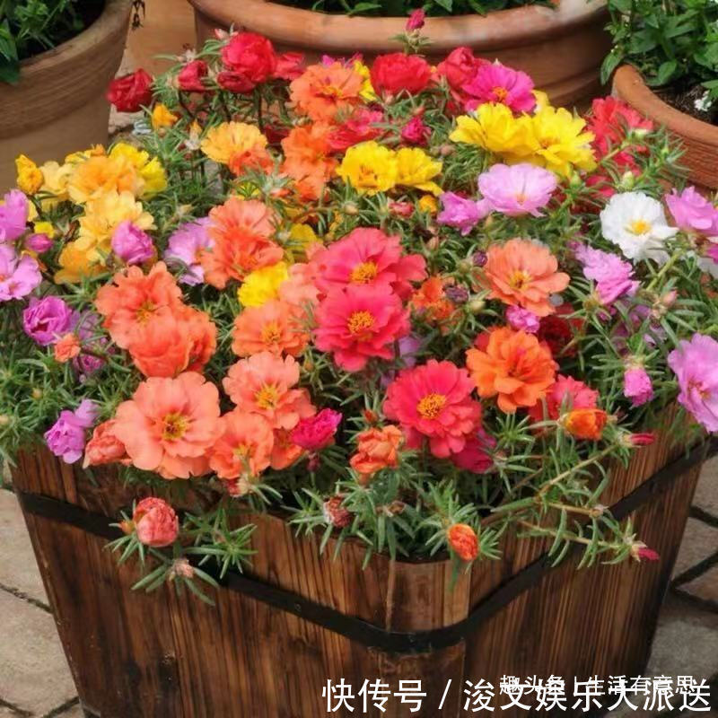 7月7花,生长在烈日下的“骨气花”,不死不伤,还能持续爆盆!