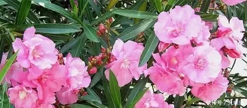 严禁入室的花,看完吓一跳你家里有木有