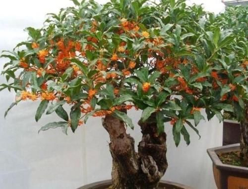 4种花是开花能手，不用管也能繁花似锦，花色美轮美奂