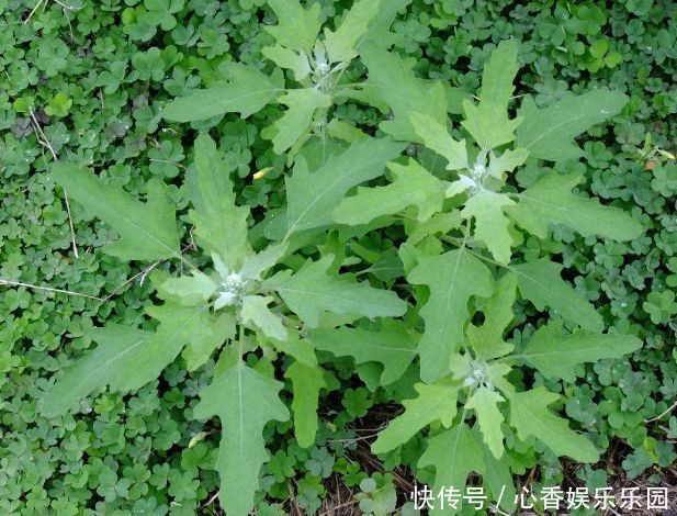 生长发育|农村此野菜，贱生长，能降压止痛，预防贫血，促进儿童生长发育