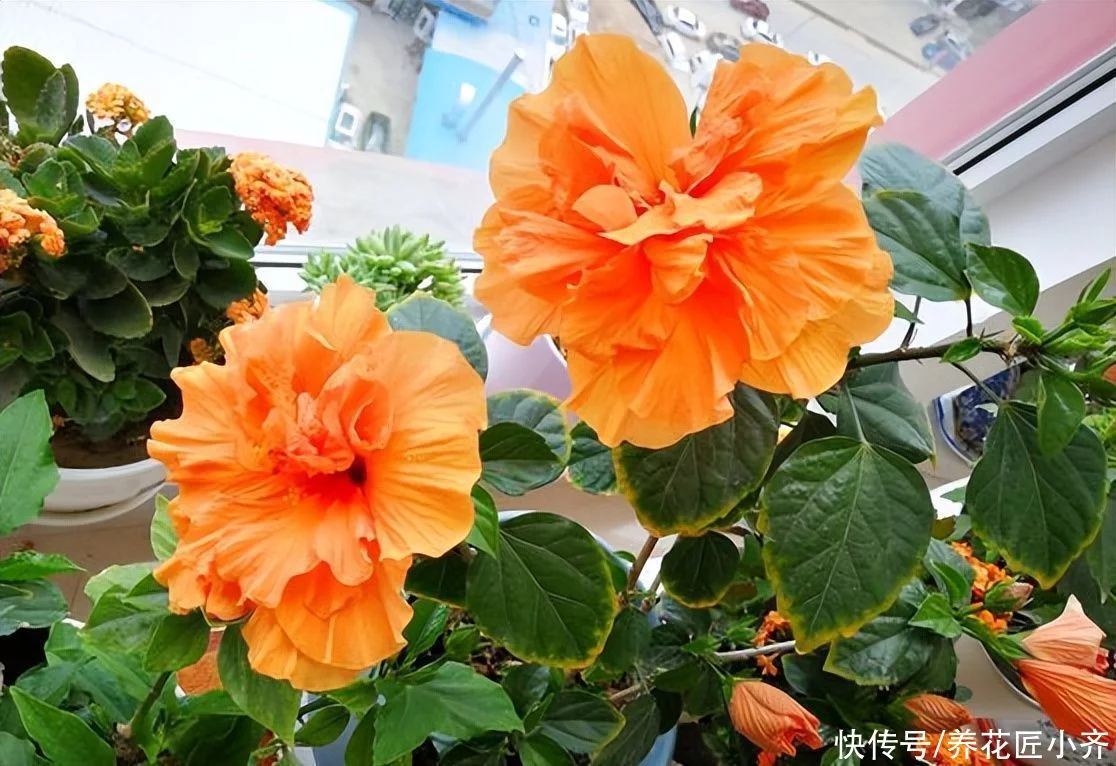 植物开花都要具备2个“条件”,缺一不可,否则再茂盛也不长花苞插图 植物开花都要具备2个“条件”,缺一不可,否则再茂盛也不长花苞插图
